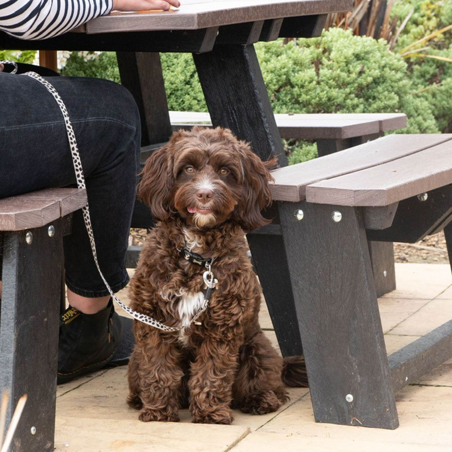 Your local dog friendly pub in Quinton